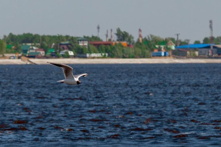 ВНИМАНИЕ: УРОВЕНЬ ВОДЫ В РЕКЕ ОБЬ