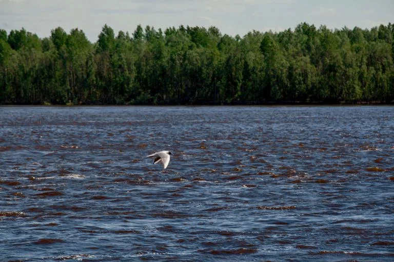 ВНИМАНИЕ: УРОВЕНЬ ВОДЫ В РЕКЕ ОБЬ