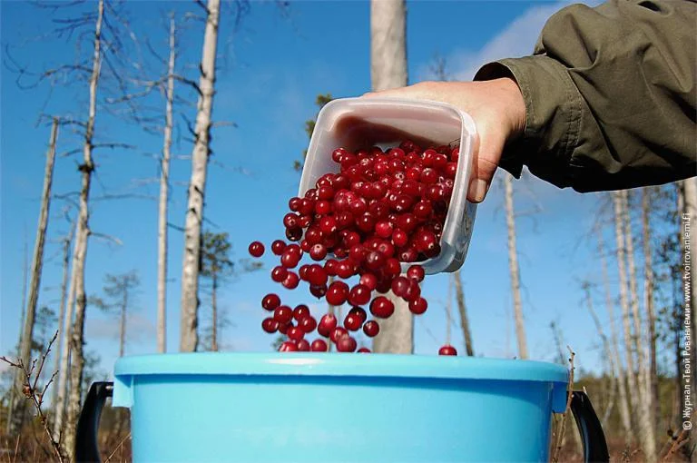 Безопасный город: Внимание: правила поведения в лесу