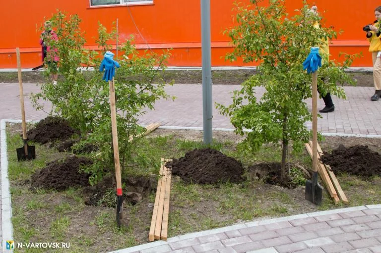 Новости экологии: Горожан приглашают к озеленению города