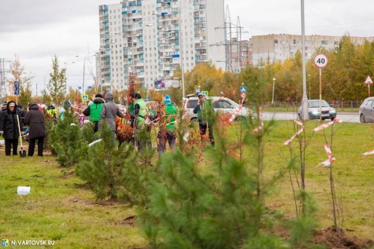 Новости экологии: В Нижневартовске завершается осенняя кампания по высадке деревьев