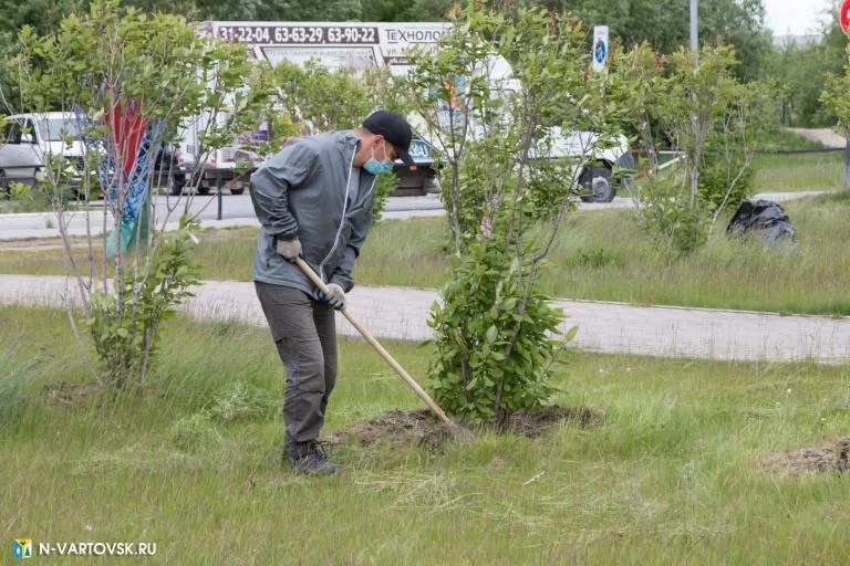Новости экологии: Озеленение продолжится осенью