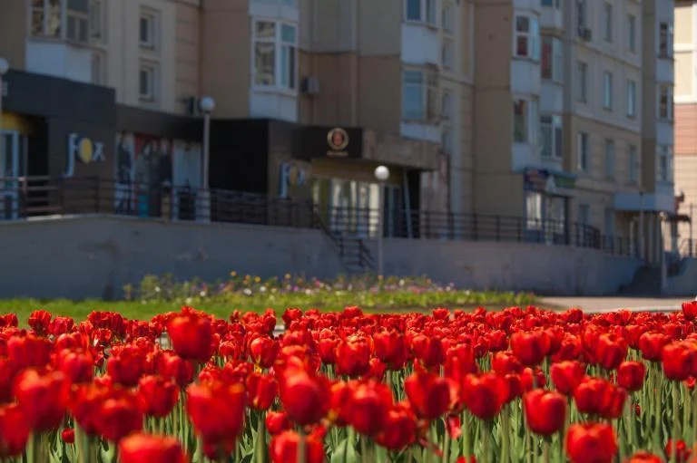 Новости экологии: Оцени уровень озеленения города