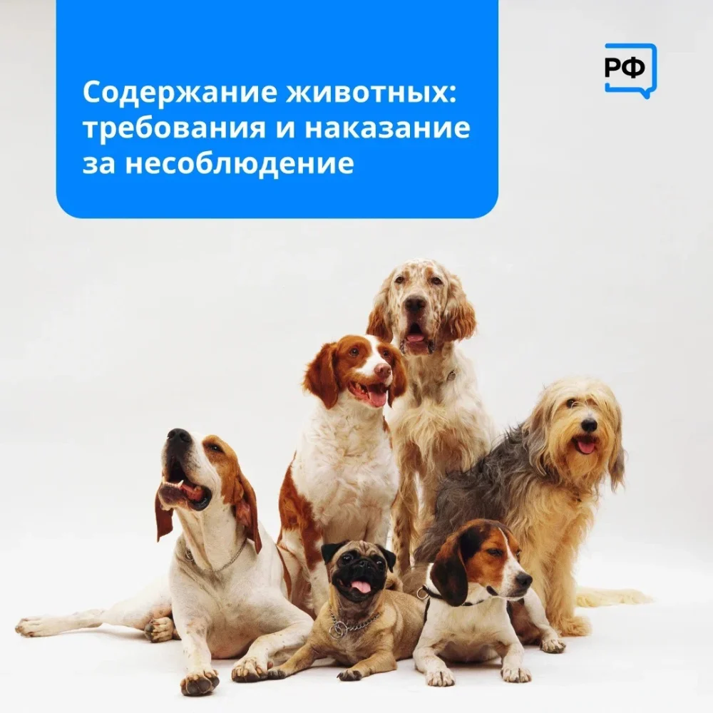 Новости ЖКХ: Содержание животных: требования и наказание за несоблюдение /ФОТО/