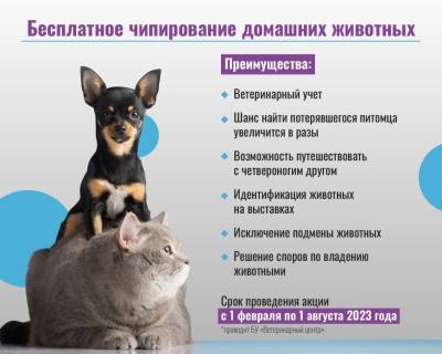 Бесплатное чипирование собак