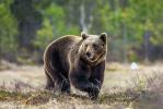 Встреча с медведем: что необходимо знать?