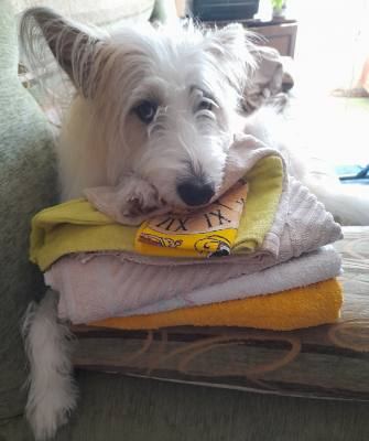 Опрос о проведении зоозащитных акций в Югре