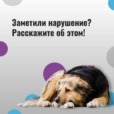 Владелец несет ответственность за животное /ИНФОГРАФИКА/