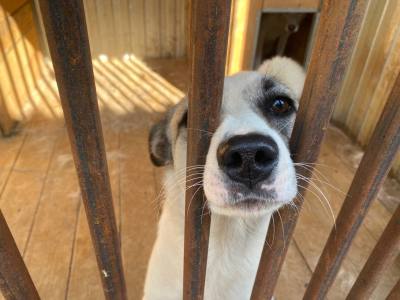 Акция «Не бросай меня на даче»: помощь бездомным животным 