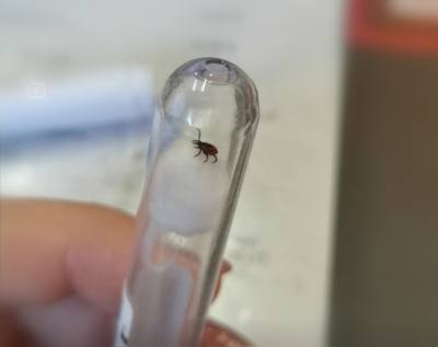  О клещах, прививках и обработке общественных территорий 