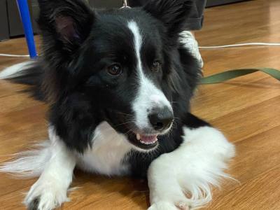 О домашних питомцах и ответственности О домашних питомцах и ответственности