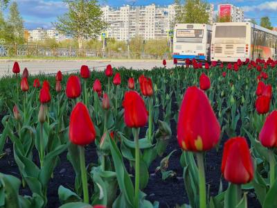 Более 35 тысяч цветов украсят нижневартовские клумбы /ФОТО/