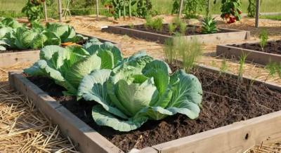 Как правильно выбрать семена?