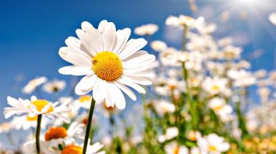 Поздравление председателя Думы города Алексея Сатинова с днём семьи, любви и верности Поздравление председателя Думы города Алексея Сатинова с днём семьи, любви и верности