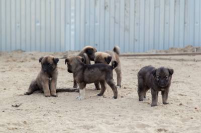 Ласковый май - собаку забирай /ФОТО/ Ласковый май - собаку забирай /ФОТО/