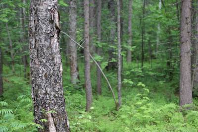 О лесных пожарах в регионе /ПАМЯТКИ/