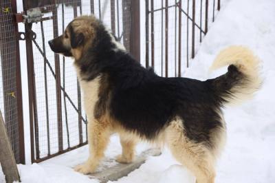 Деятельность по содержанию и использованию животных подлежит лицензированию