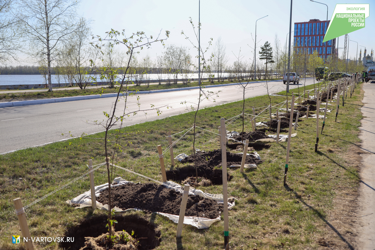 Более 70 яблонь высадили в Нижневартовске