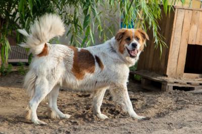 Вместе заботимся о животных Вместе заботимся о животных