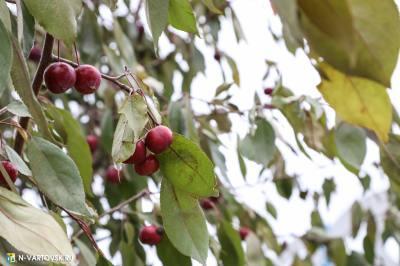 В ХМАО - Югре продолжается Всероссийская акция «Мемориальные деревья России» В ХМАО - Югре продолжается Всероссийская акция «Мемориальные деревья России»