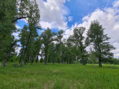 Обстановка с лесными пожарами под контролем
