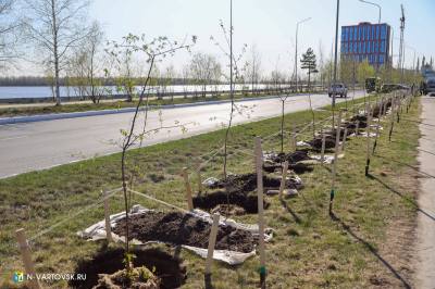 Более двух тысяч деревьев высадят весной