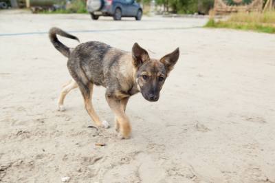 Переезд и животные: что необходимо знать? /ПАМЯТКА/  