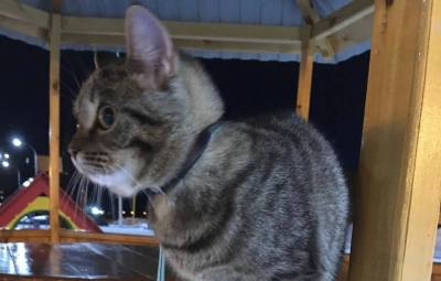 Вартовчане присоединились к акции «сНежный пес» /ФОТО/