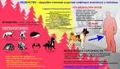 Памятка для населения «по профилактике бешенства»