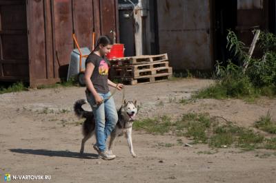 Домашние питомцы – ответственность хозяев 