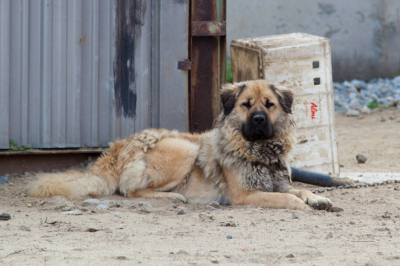АЛГОРИТМ ДЕЙСТВИЙ ПРИ ВСТРЕЧЕ С ЖИВОТНЫМИ БЕЗ ВЛАДЕЛЬЦЕВ АЛГОРИТМ ДЕЙСТВИЙ ПРИ ВСТРЕЧЕ С ЖИВОТНЫМИ БЕЗ ВЛАДЕЛЬЦЕВ