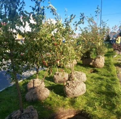 Кампания по озеленению начинается