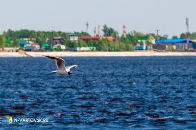 В Югре проведут месячник «Чайка» В Югре проведут месячник «Чайка»