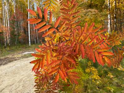 Главная тема 2024 года в Югре   