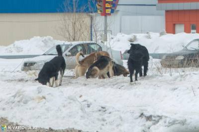 Будьте осторожны при встрече с собаками на улице. Соблюдайте меры личной безопасности Будьте осторожны при встрече с собаками на улице. Соблюдайте меры личной безопасности