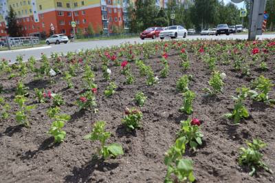Город украшается цветами