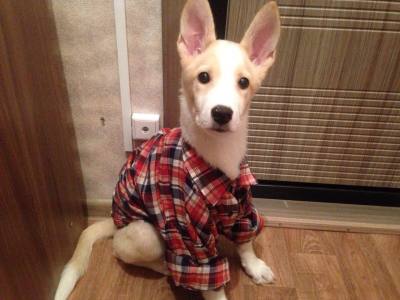 Почти 100 килограммов корма для бездомных животных пожертвовали вартовчане