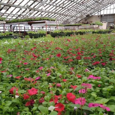 Цветочные саженцы украсят улицы Нижневартовска /ФОТО/