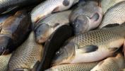 Об опасности приобретения рыбы   в местах несанкционированной торговли 