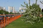 В Нижневартовске вдоль дорог будут высаживать яблони /ФОТО/