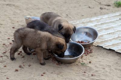 О препаратах и кормах для животных О препаратах и кормах для животных