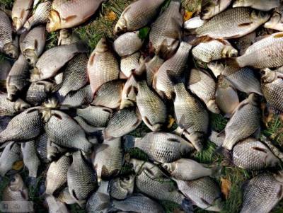 Несертифицированная рыбная продукция опасна