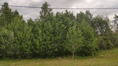 В Югре сохранится ветреная погода 