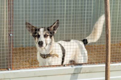 Информация о частном приюте для животных