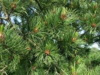 Вартовчанам предлагают посадить «Семейное дерево» Вартовчанам предлагают посадить «Семейное дерево»