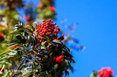 Яблоня, черемуха, рябина будут высажены осенью в Нижневартовске /ФОТО/ Яблоня, черемуха, рябина будут высажены осенью в Нижневартовске /ФОТО/