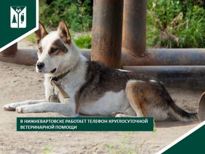 Ветеринары проводят круглосуточную консультацию