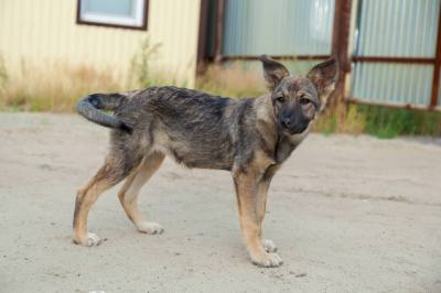 Окружная акция «Не бросай меня на даче»