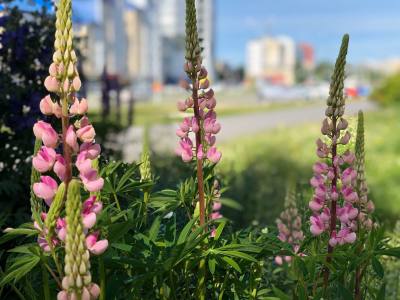 Волонтеров Нижневартовска приглашают на экологический конкурс Волонтеров Нижневартовска приглашают на экологический конкурс