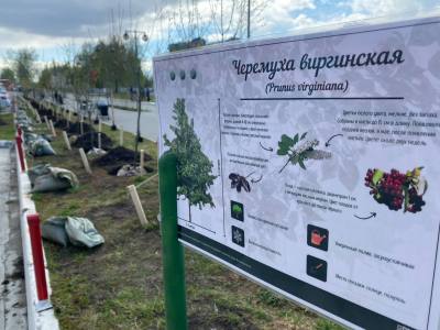 Новые аллеи в Нижневартовске /ФОТО/ 